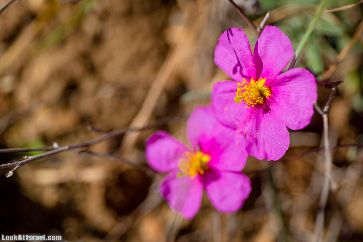 Зимнее цветение нарциссов в пустыне Негев (Нахаль Хацац) | Narcissuses of Negev desert | LookAtIsrael.com - Фото путешествия по Израилю