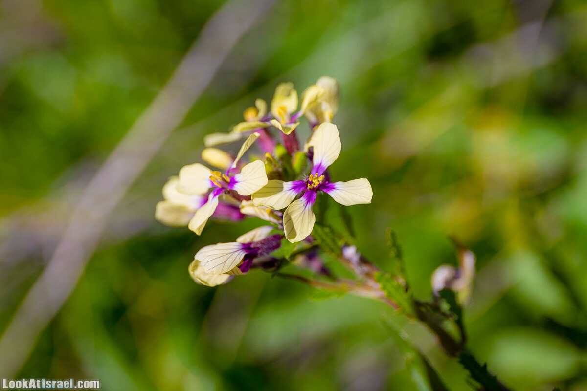 Зимнее цветение нарциссов в пустыне Негев (Нахаль Хацац) | Narcissuses of Negev desert | LookAtIsrael.com - Фото путешествия по Израилю