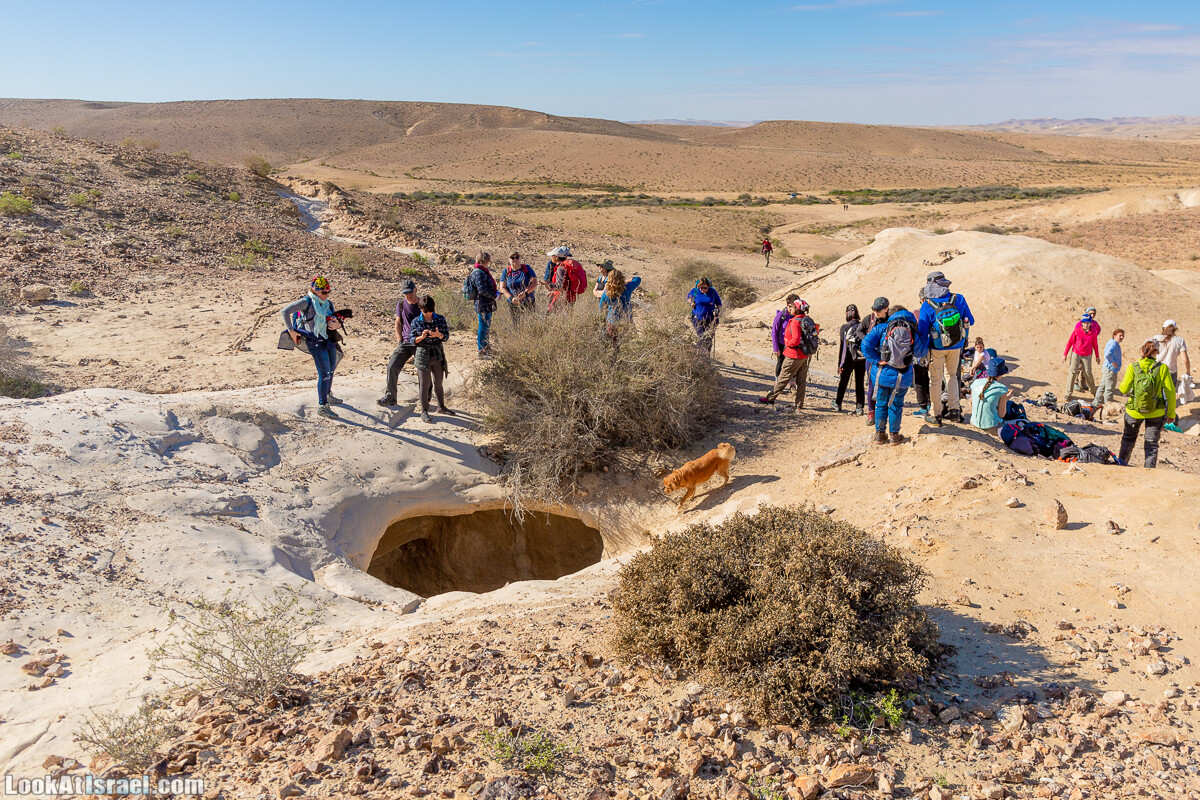 Зимнее цветение нарциссов в пустыне Негев (Нахаль Хацац) | Narcissuses of Negev desert | LookAtIsrael.com - Фото путешествия по Израилю