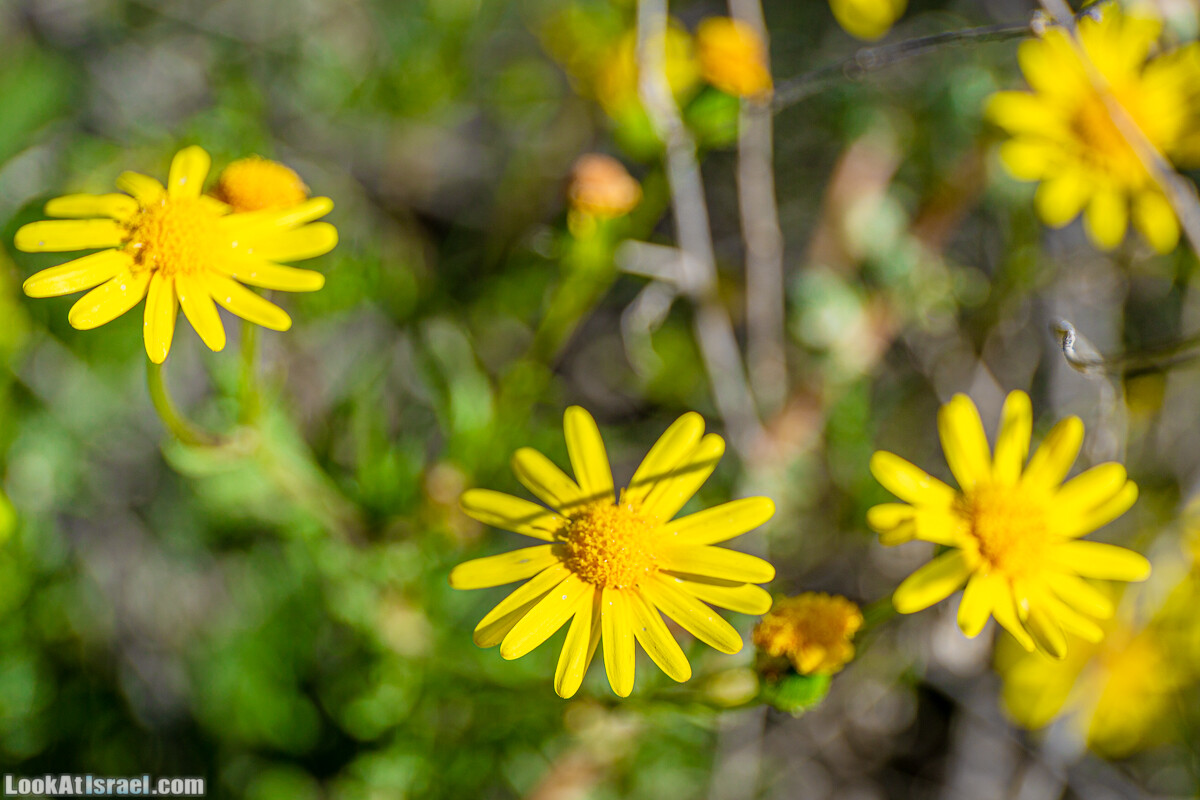 Зимнее цветение нарциссов в пустыне Негев (Нахаль Хацац) | Narcissuses of Negev desert | LookAtIsrael.com - Фото путешествия по Израилю