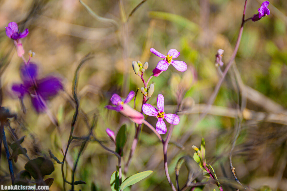 Зимнее цветение нарциссов в пустыне Негев (Нахаль Хацац) | Narcissuses of Negev desert | LookAtIsrael.com - Фото путешествия по Израилю