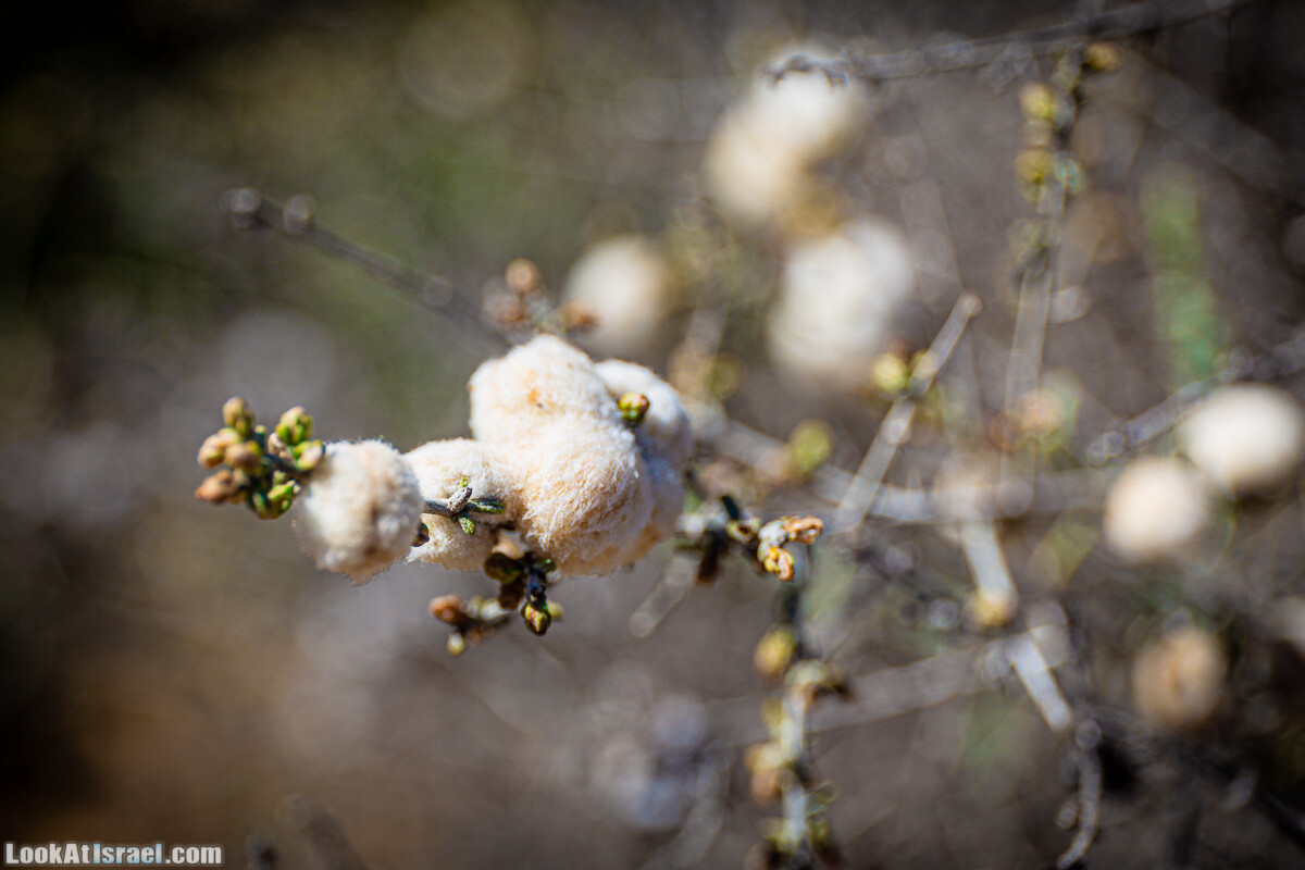 Зимнее цветение нарциссов в пустыне Негев (Нахаль Хацац) | Narcissuses of Negev desert | LookAtIsrael.com - Фото путешествия по Израилю