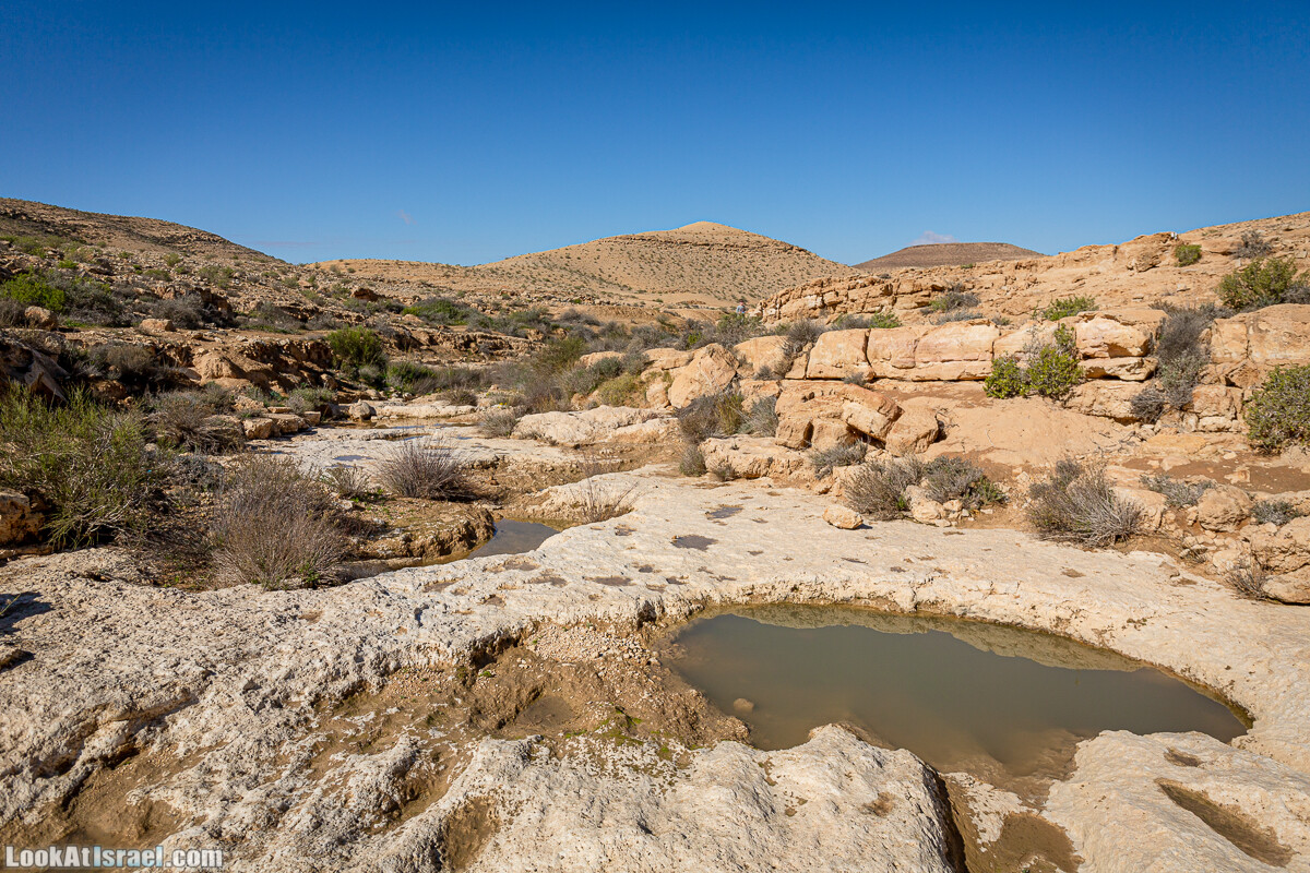 Зимнее цветение нарциссов в пустыне Негев (Нахаль Хацац) | Narcissuses of Negev desert | LookAtIsrael.com - Фото путешествия по Израилю