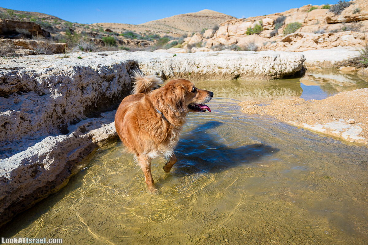 Зимнее цветение нарциссов в пустыне Негев (Нахаль Хацац) | Narcissuses of Negev desert | LookAtIsrael.com - Фото путешествия по Израилю