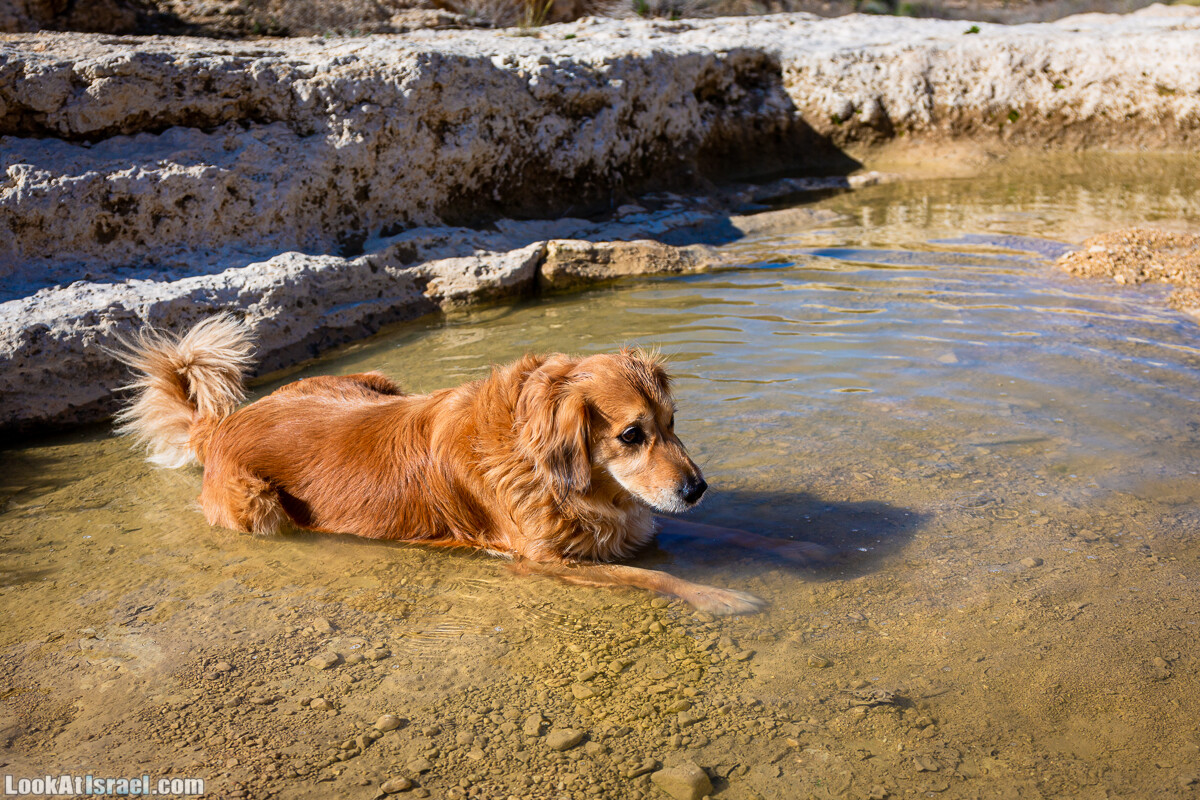 Зимнее цветение нарциссов в пустыне Негев (Нахаль Хацац) | Narcissuses of Negev desert | LookAtIsrael.com - Фото путешествия по Израилю