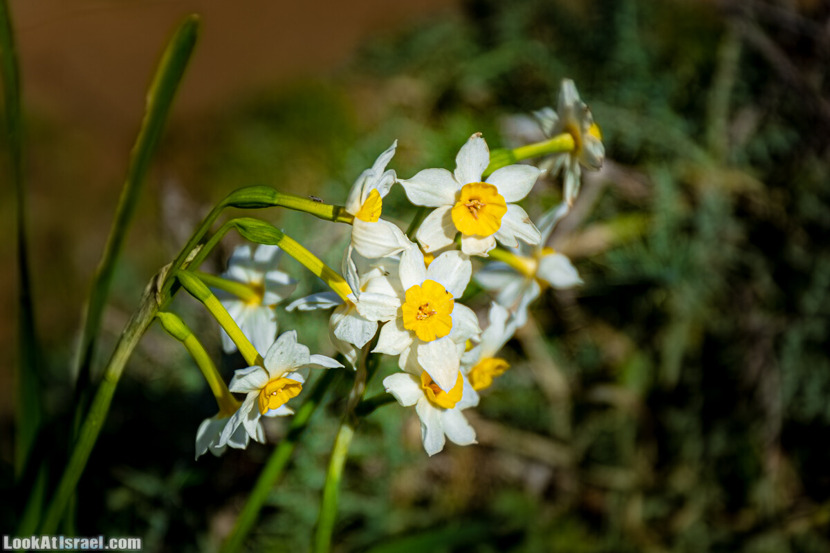 Зимнее цветение нарциссов в пустыне Негев (Нахаль Хацац) | Narcissuses of Negev desert | LookAtIsrael.com - Фото путешествия по Израилю
