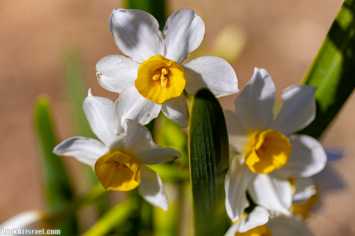 Зимнее цветение нарциссов в пустыне Негев (Нахаль Хацац) | Narcissuses of Negev desert | LookAtIsrael.com - Фото путешествия по Израилю