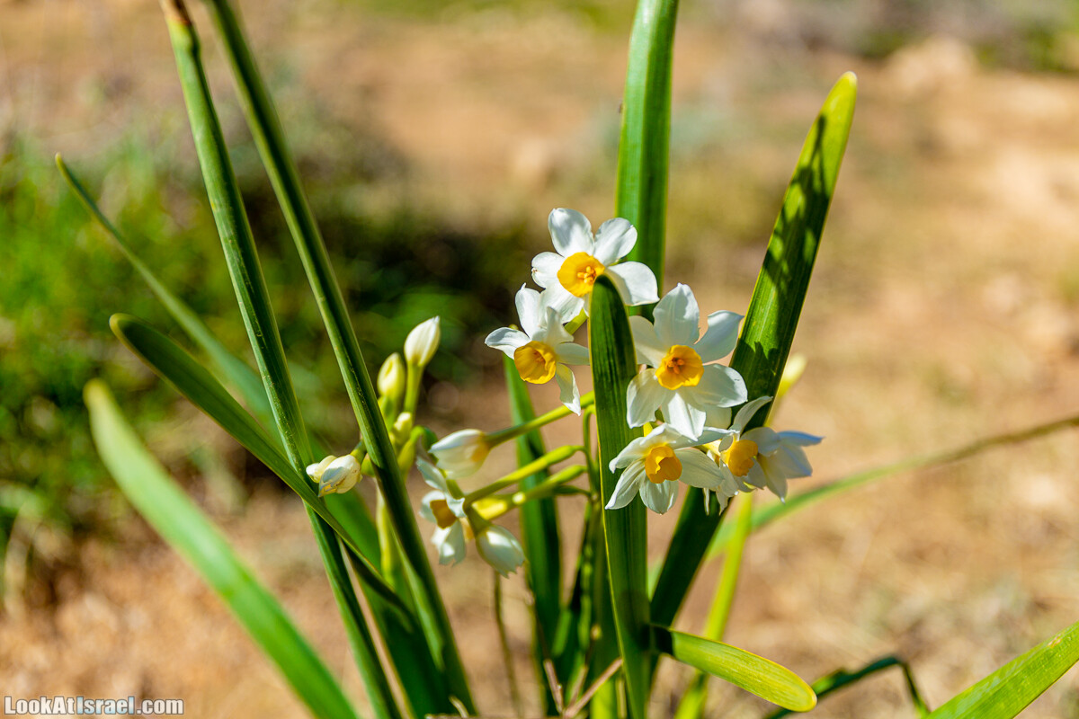 Зимнее цветение нарциссов в пустыне Негев (Нахаль Хацац) | Narcissuses of Negev desert | LookAtIsrael.com - Фото путешествия по Израилю