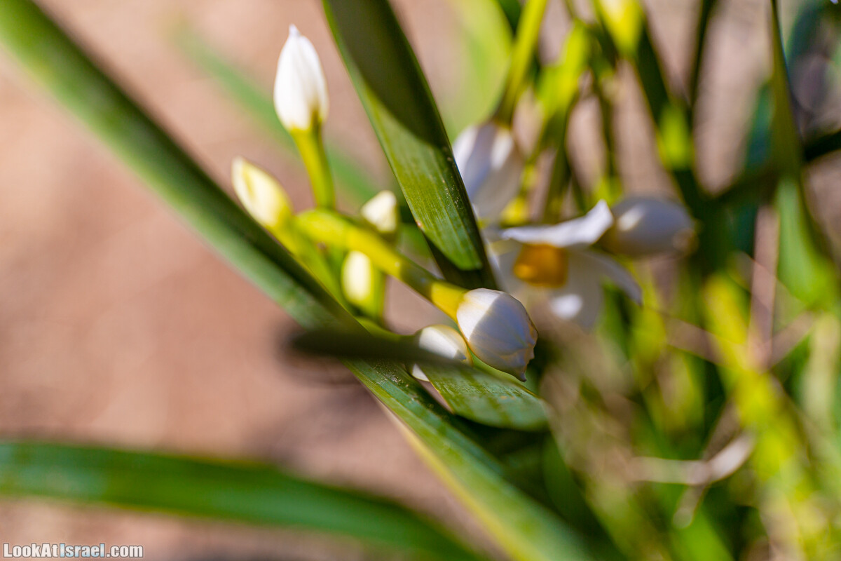 Зимнее цветение нарциссов в пустыне Негев (Нахаль Хацац) | Narcissuses of Negev desert | LookAtIsrael.com - Фото путешествия по Израилю