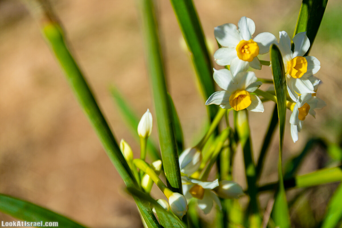 Зимнее цветение нарциссов в пустыне Негев (Нахаль Хацац) | Narcissuses of Negev desert | LookAtIsrael.com - Фото путешествия по Израилю