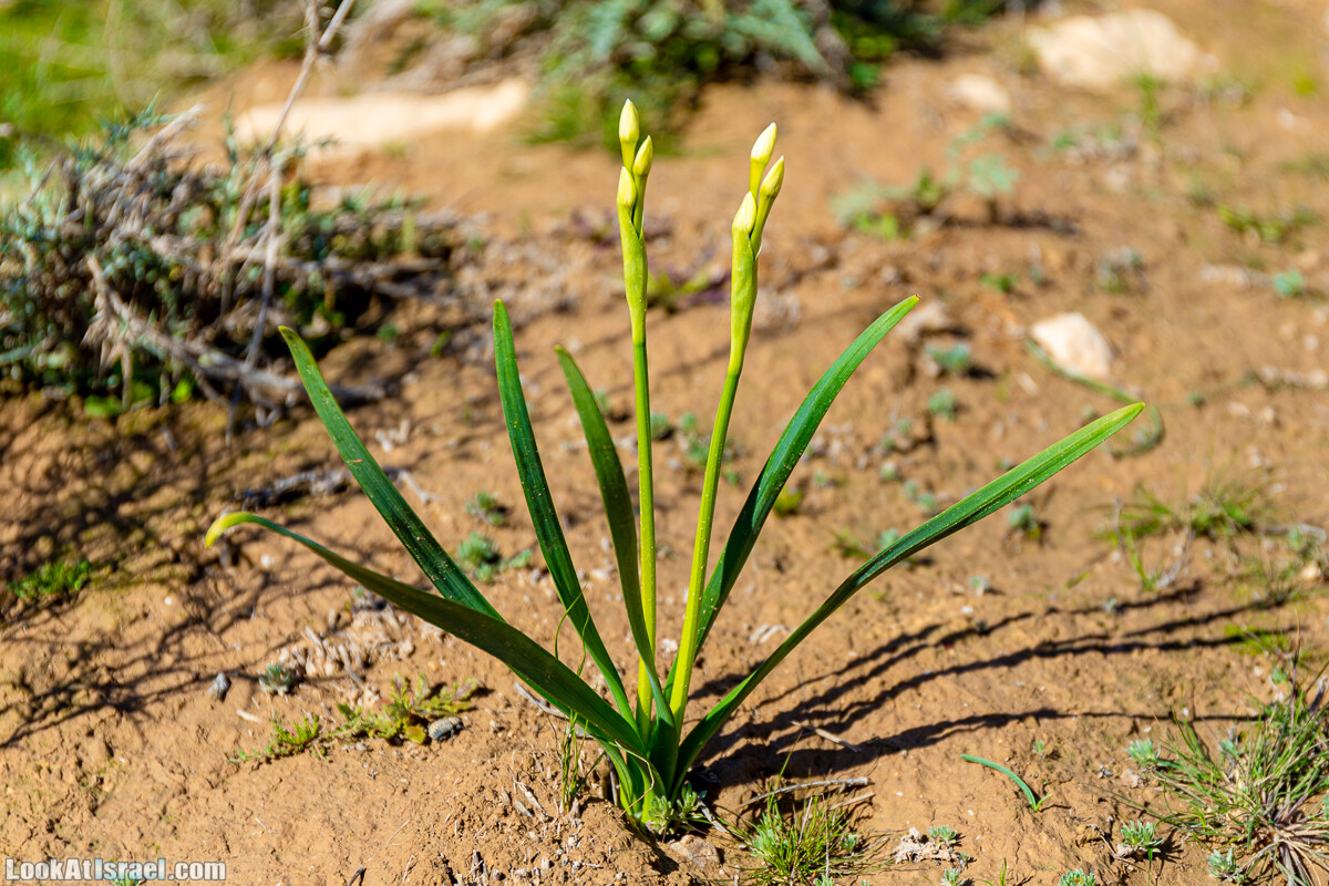 Зимнее цветение нарциссов в пустыне Негев (Нахаль Хацац) | Narcissuses of Negev desert | LookAtIsrael.com - Фото путешествия по Израилю