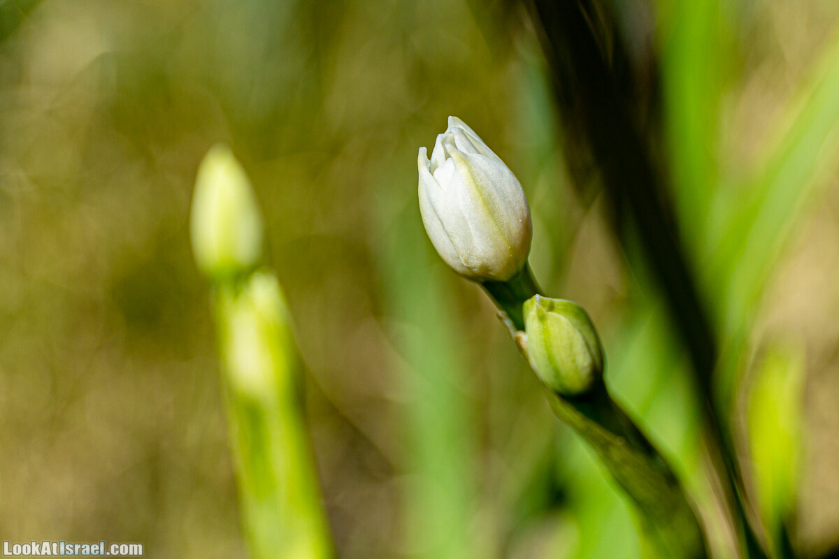 Зимнее цветение нарциссов в пустыне Негев (Нахаль Хацац) | Narcissuses of Negev desert | LookAtIsrael.com - Фото путешествия по Израилю