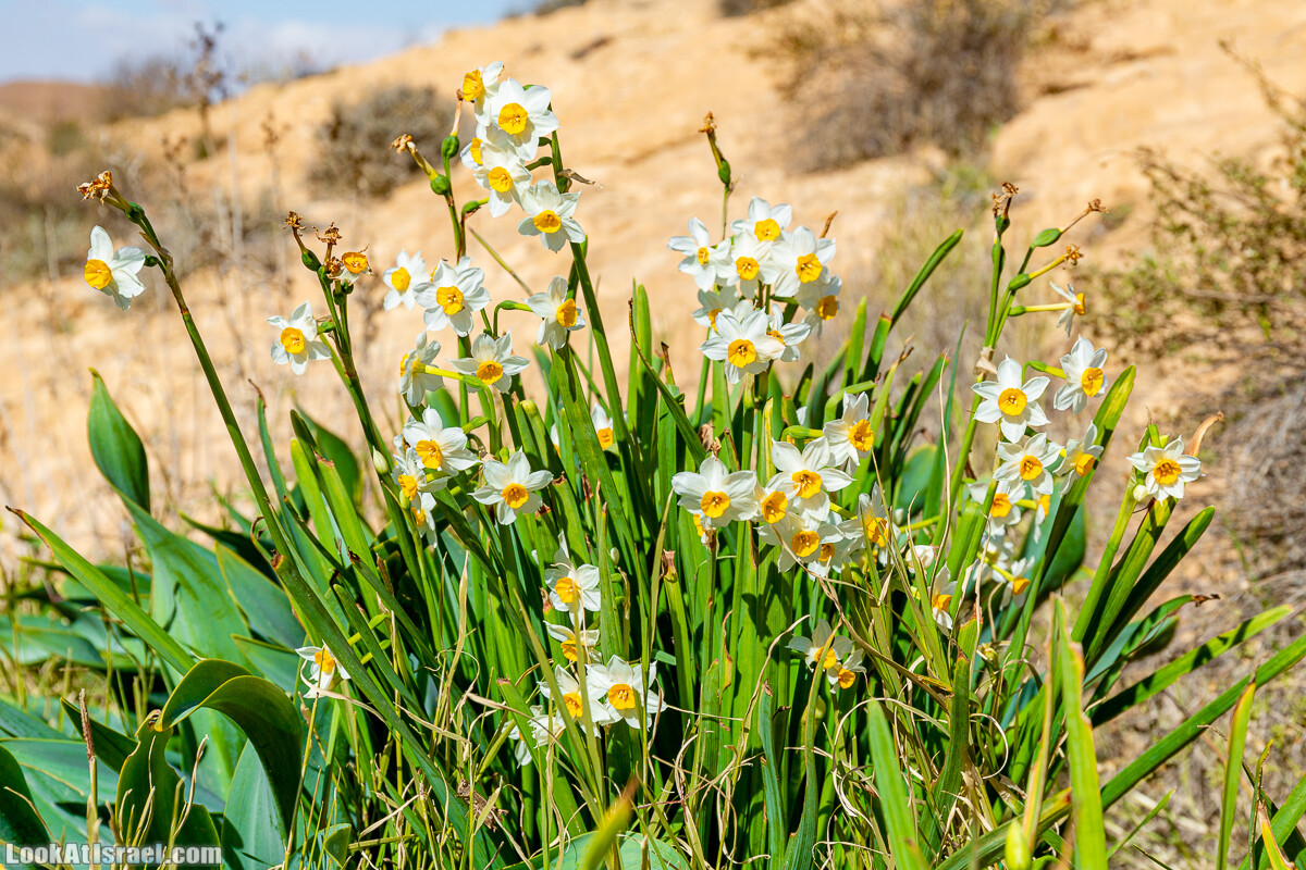 Зимнее цветение нарциссов в пустыне Негев (Нахаль Хацац) | Narcissuses of Negev desert | LookAtIsrael.com - Фото путешествия по Израилю