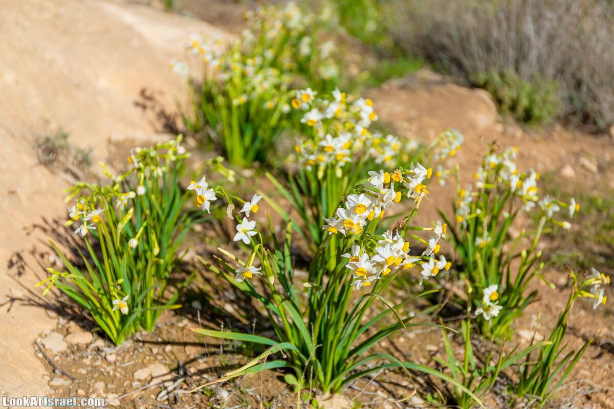 Зимнее цветение нарциссов в пустыне Негев (Нахаль Хацац) | Narcissuses of Negev desert | LookAtIsrael.com - Фото путешествия по Израилю
