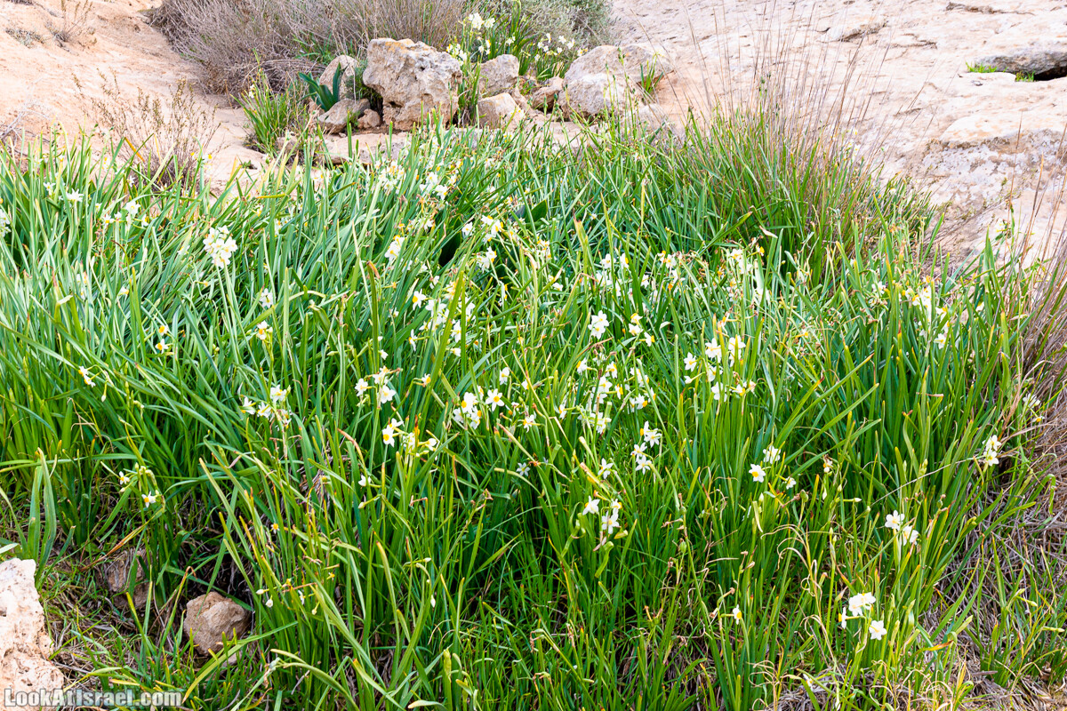 Зимнее цветение нарциссов в пустыне Негев (Нахаль Хацац) | Narcissuses of Negev desert | LookAtIsrael.com - Фото путешествия по Израилю