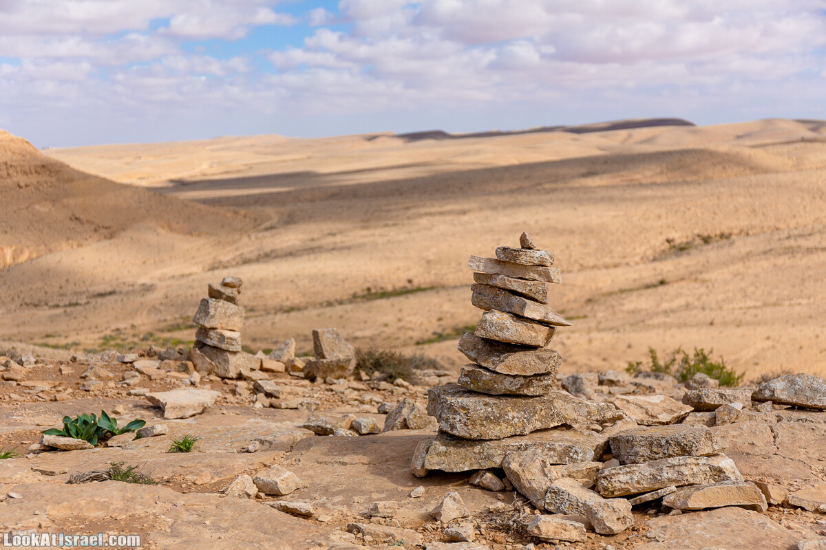 Зимнее цветение нарциссов в пустыне Негев (Нахаль Хацац) | Narcissuses of Negev desert | LookAtIsrael.com - Фото путешествия по Израилю