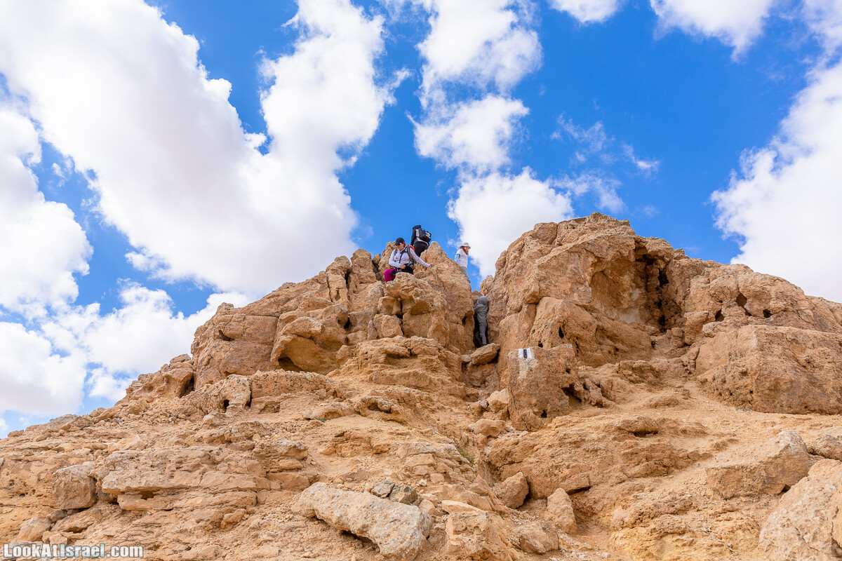 Зимнее цветение нарциссов в пустыне Негев (Нахаль Хацац) | Narcissuses of Negev desert | LookAtIsrael.com - Фото путешествия по Израилю