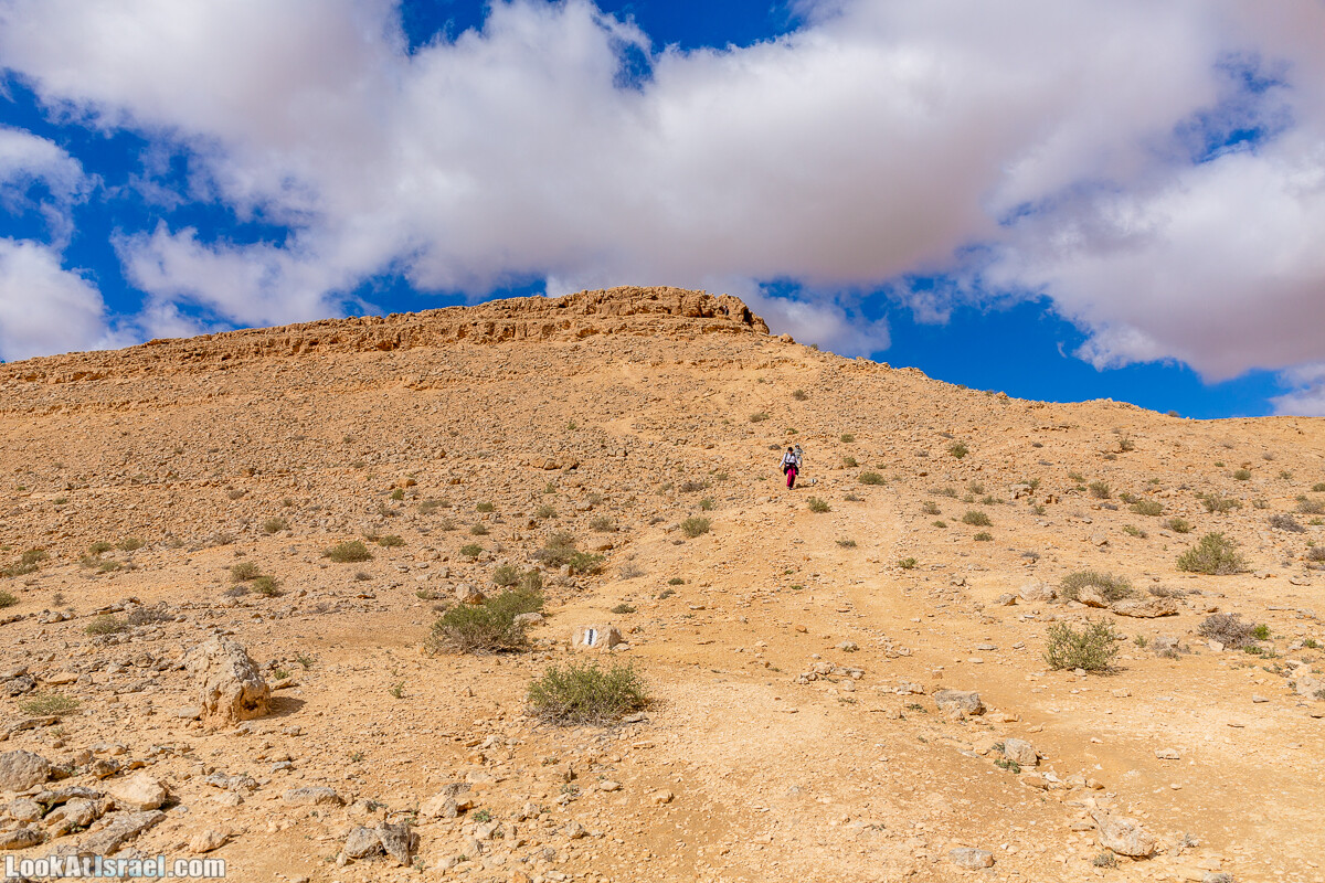 Зимнее цветение нарциссов в пустыне Негев (Нахаль Хацац) | Narcissuses of Negev desert | LookAtIsrael.com - Фото путешествия по Израилю