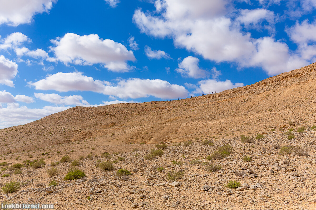 Зимнее цветение нарциссов в пустыне Негев (Нахаль Хацац) | Narcissuses of Negev desert | LookAtIsrael.com - Фото путешествия по Израилю