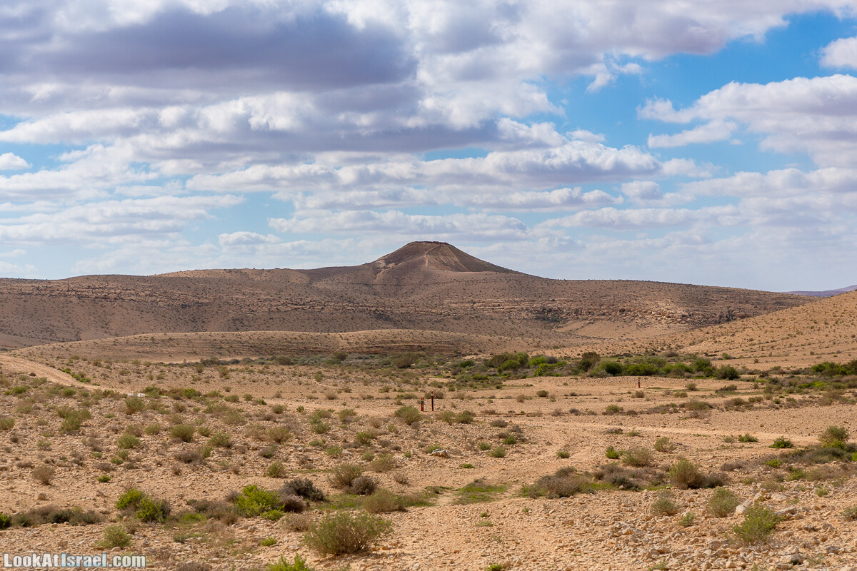 Зимнее цветение нарциссов в пустыне Негев (Нахаль Хацац) | Narcissuses of Negev desert | LookAtIsrael.com - Фото путешествия по Израилю