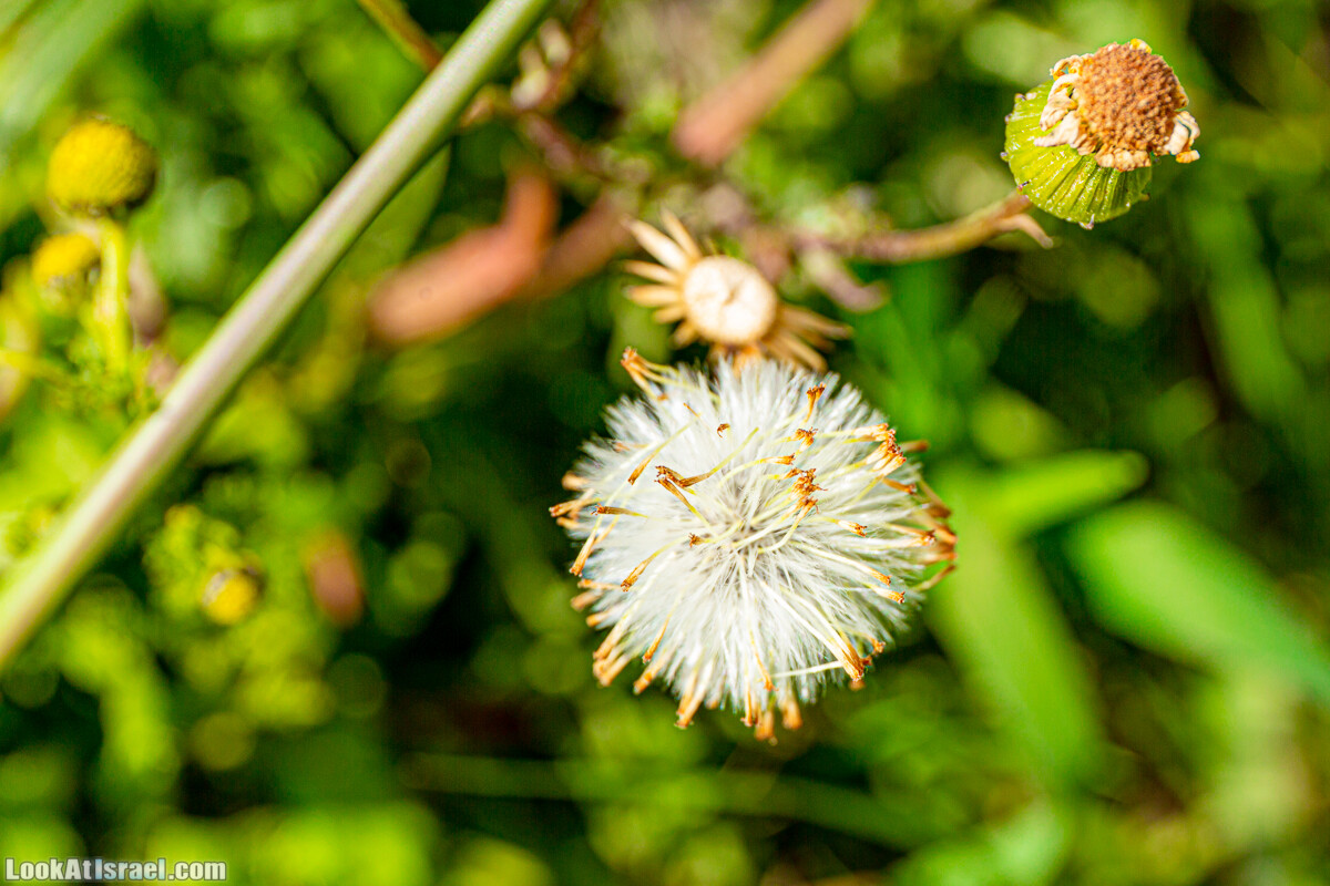 Зимнее цветение нарциссов в пустыне Негев (Нахаль Хацац) | Narcissuses of Negev desert | LookAtIsrael.com - Фото путешествия по Израилю