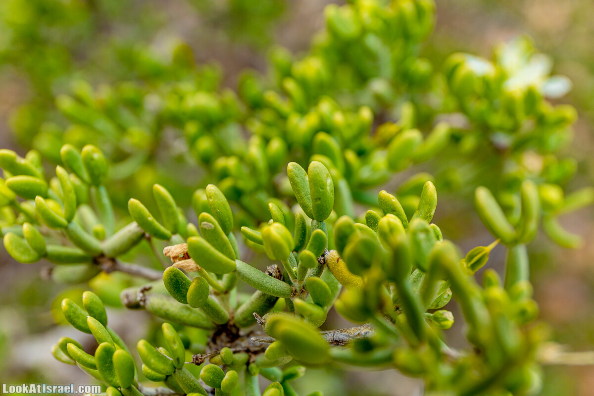 Зимнее цветение нарциссов в пустыне Негев (Нахаль Хацац) | Narcissuses of Negev desert | LookAtIsrael.com - Фото путешествия по Израилю