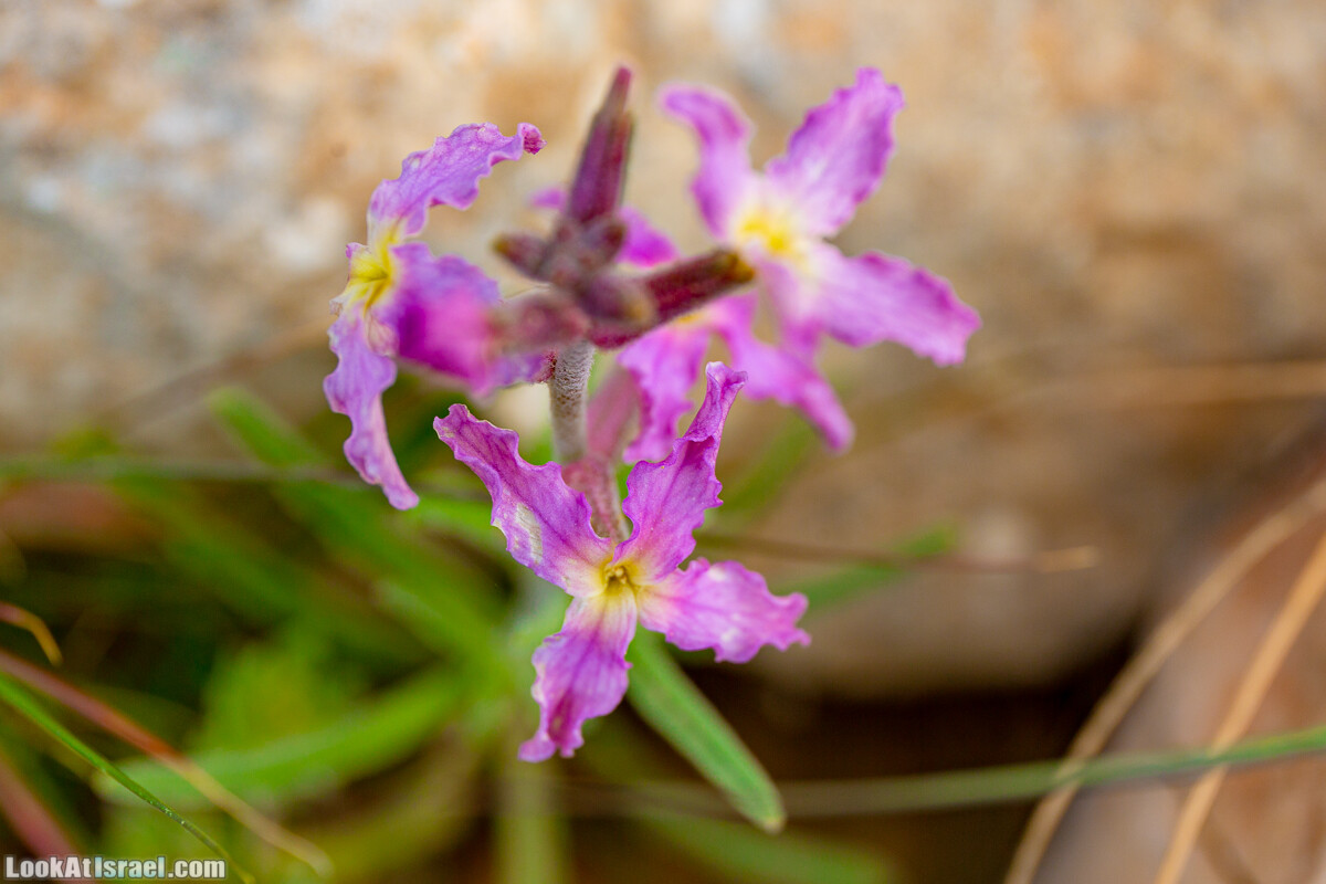 Зимнее цветение нарциссов в пустыне Негев (Нахаль Хацац) | Narcissuses of Negev desert | LookAtIsrael.com - Фото путешествия по Израилю