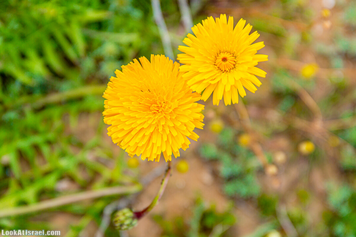 Зимнее цветение нарциссов в пустыне Негев (Нахаль Хацац) | Narcissuses of Negev desert | LookAtIsrael.com - Фото путешествия по Израилю