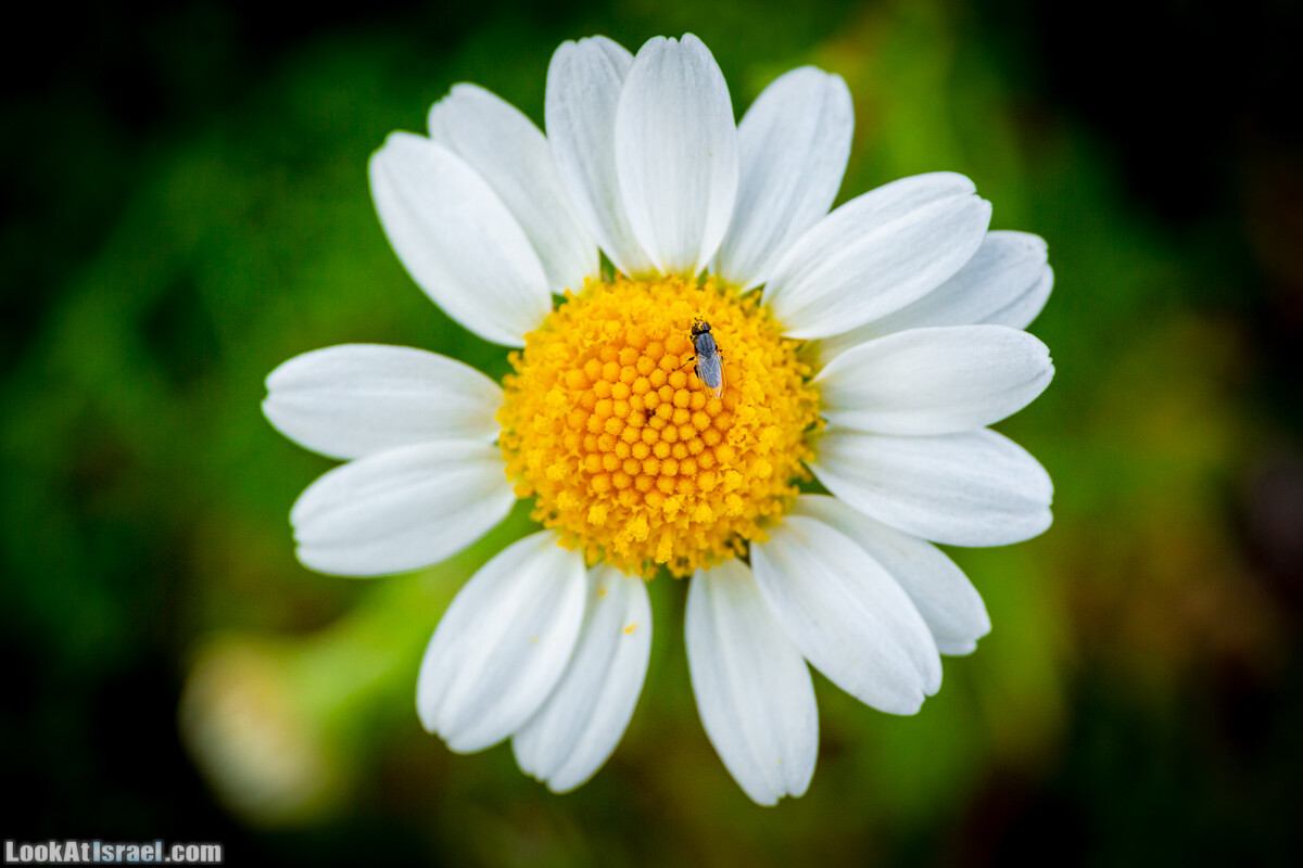 Зимнее цветение нарциссов в пустыне Негев (Нахаль Хацац) | Narcissuses of Negev desert | LookAtIsrael.com - Фото путешествия по Израилю