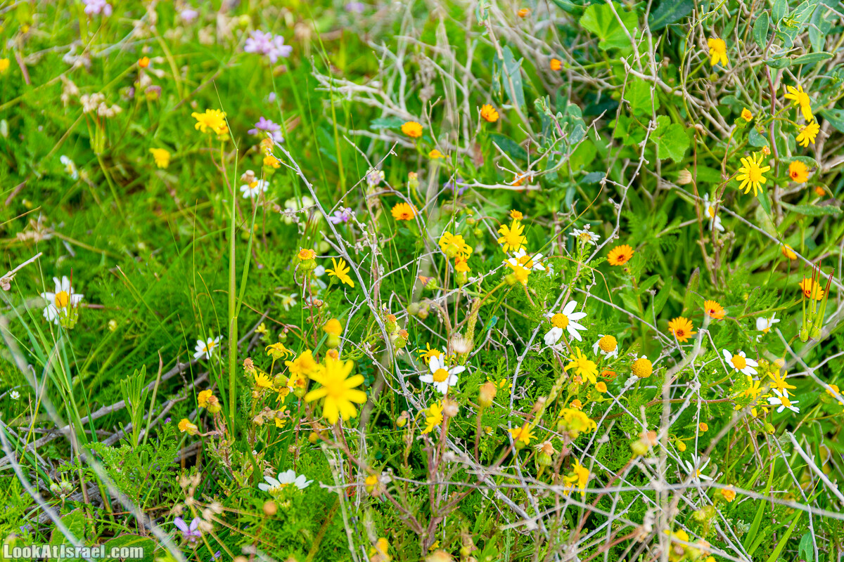 Зимнее цветение нарциссов в пустыне Негев (Нахаль Хацац) | Narcissuses of Negev desert | LookAtIsrael.com - Фото путешествия по Израилю