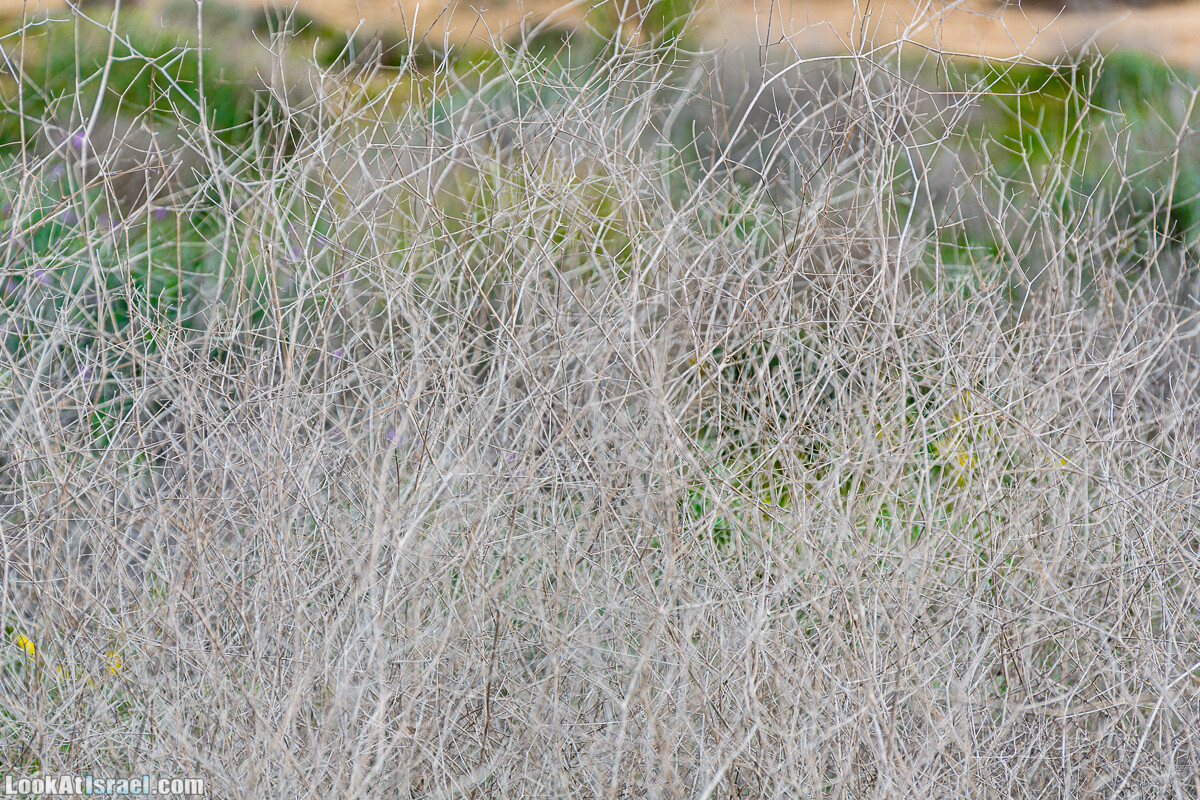 Зимнее цветение нарциссов в пустыне Негев (Нахаль Хацац) | Narcissuses of Negev desert | LookAtIsrael.com - Фото путешествия по Израилю