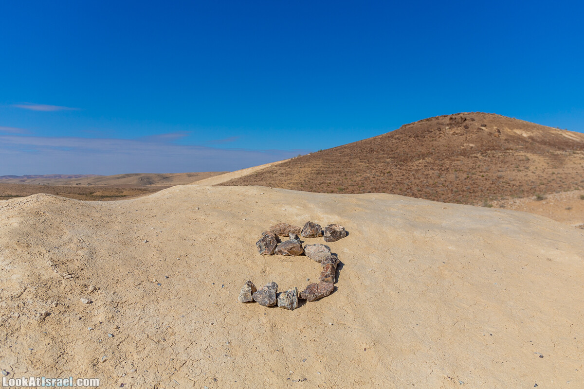Зимнее цветение нарциссов в пустыне Негев (Нахаль Хацац) | Narcissuses of Negev desert | LookAtIsrael.com - Фото путешествия по Израилю