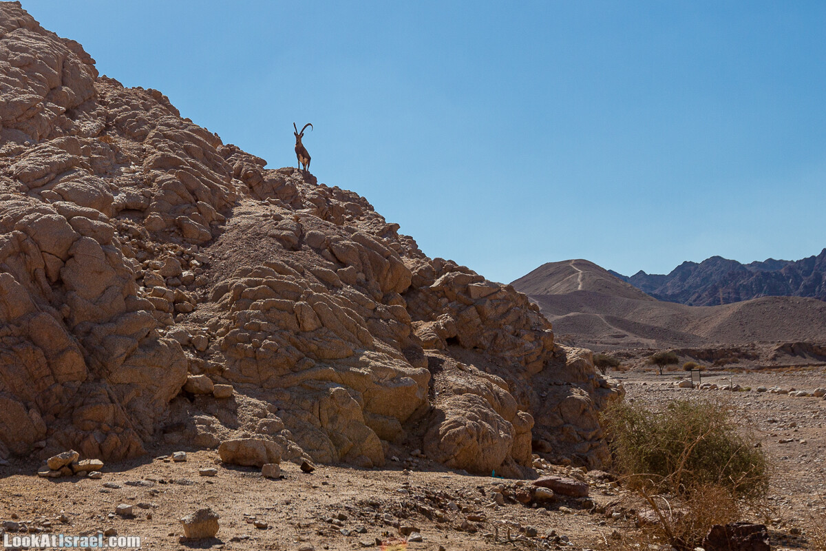 Эйлатские горы, гора Шахамон и лезвие Сакин Йотам | LookAtIsrael.com - Фото путешествия по Израилю