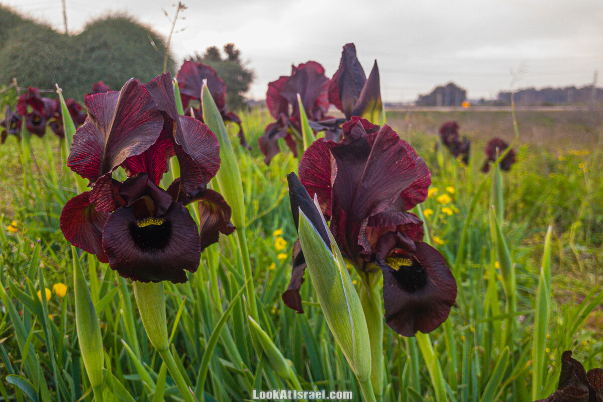 Цветение пурпурных ирисов аргаман на Гиват Хумра, Израиль | פריחה של אירוס ארגמן בגבעת חומרה | LookAtIsrael.com - Фото путешествия по Израилю