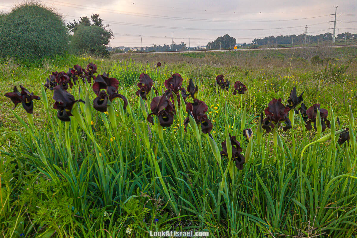 Цветение пурпурных ирисов аргаман на Гиват Хумра, Израиль | פריחה של אירוס ארגמן בגבעת חומרה | LookAtIsrael.com - Фото путешествия по Израилю