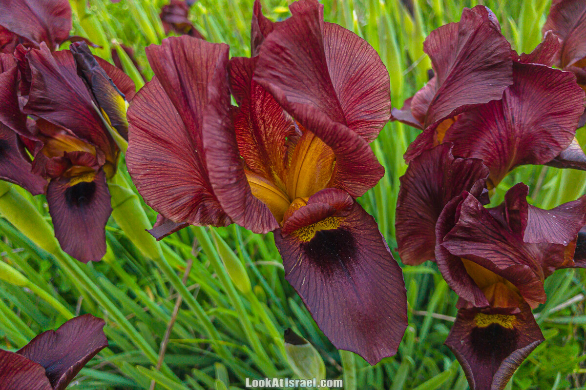 Цветение пурпурных ирисов аргаман на Гиват Хумра, Израиль | פריחה של אירוס ארגמן בגבעת חומרה | LookAtIsrael.com - Фото путешествия по Израилю