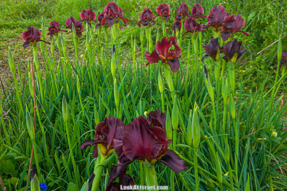 Цветение пурпурных ирисов аргаман на Гиват Хумра, Израиль | פריחה של אירוס ארגמן בגבעת חומרה | LookAtIsrael.com - Фото путешествия по Израилю