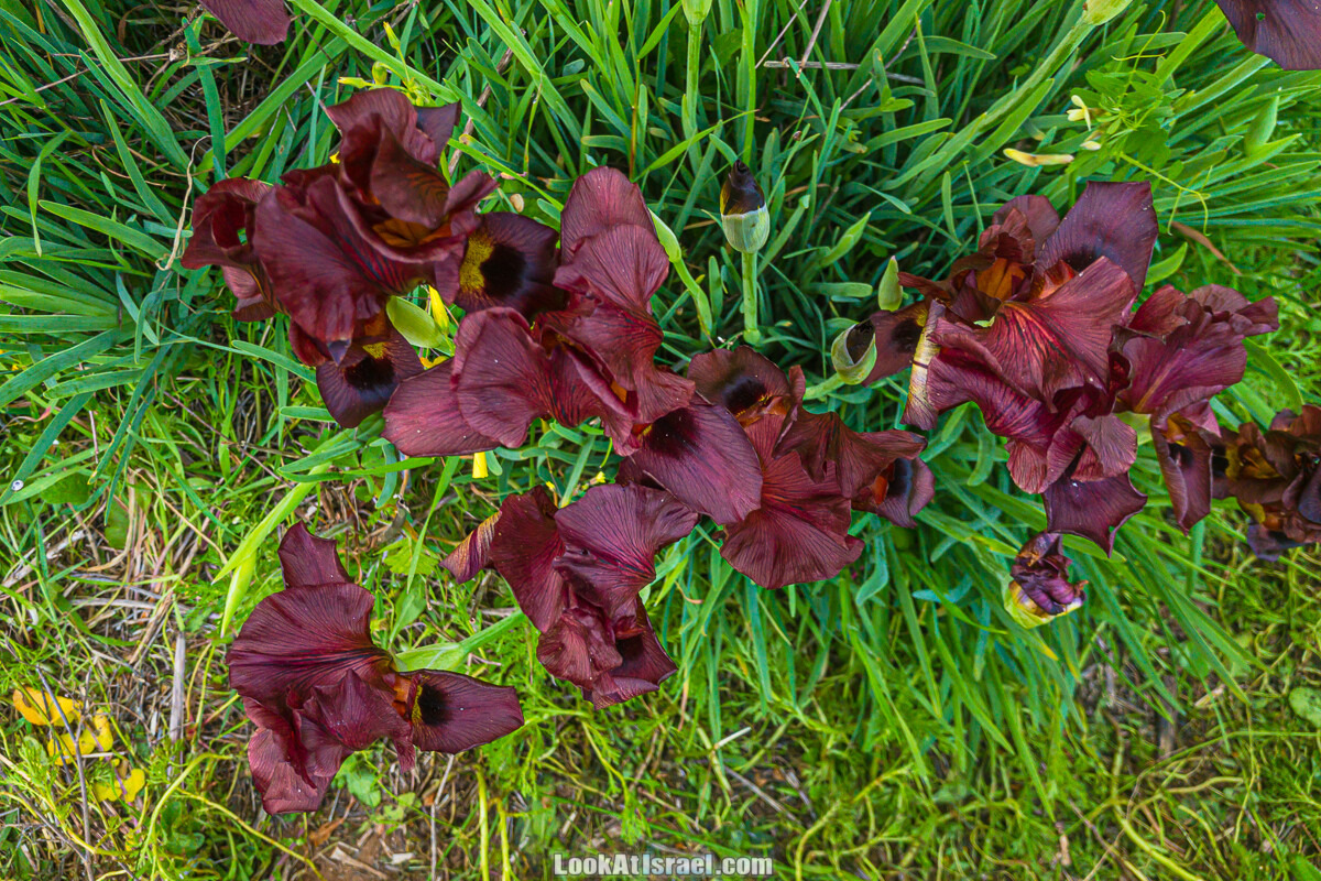Цветение пурпурных ирисов аргаман на Гиват Хумра, Израиль | פריחה של אירוס ארגמן בגבעת חומרה | LookAtIsrael.com - Фото путешествия по Израилю