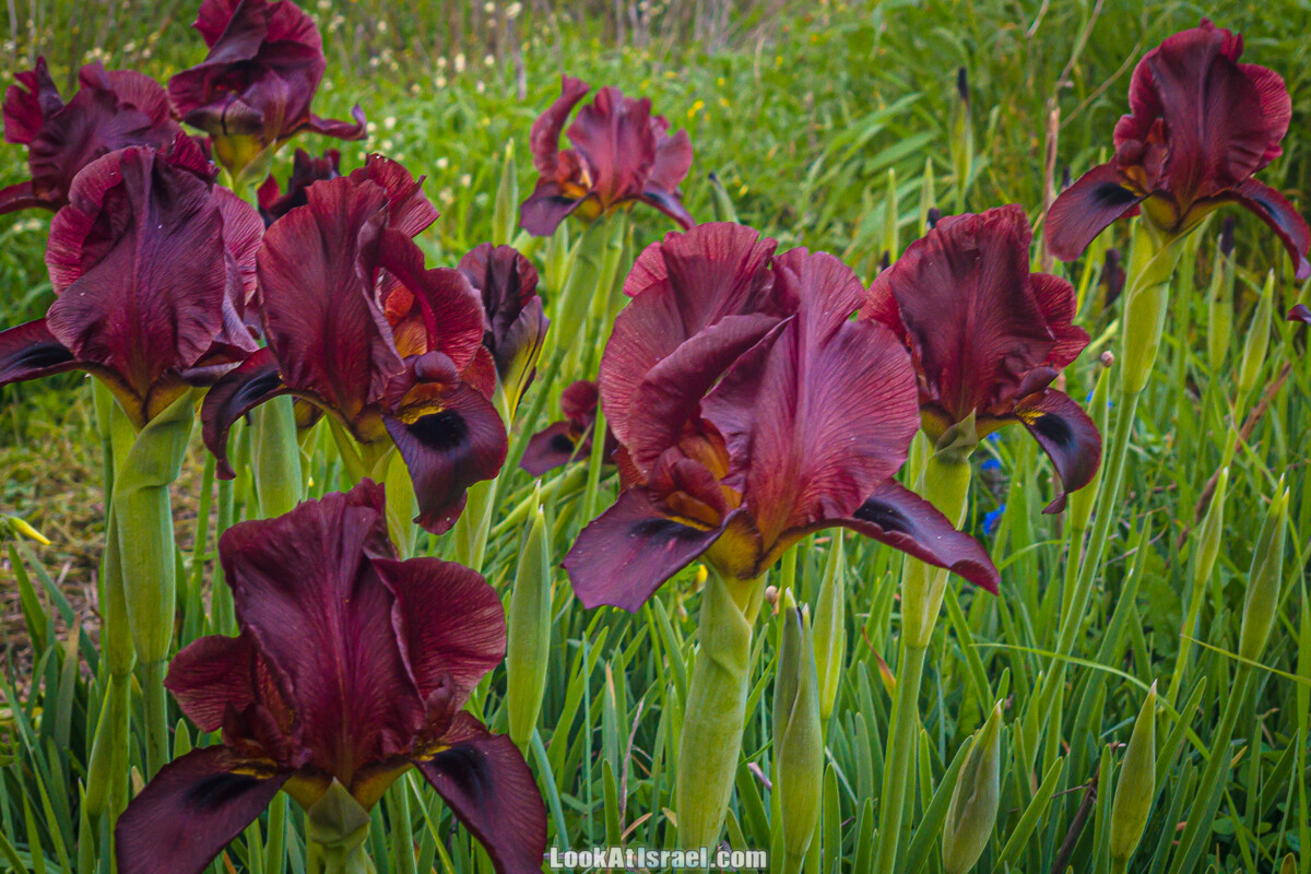 Цветение пурпурных ирисов аргаман на Гиват Хумра, Израиль | פריחה של אירוס ארגמן בגבעת חומרה | LookAtIsrael.com - Фото путешествия по Израилю