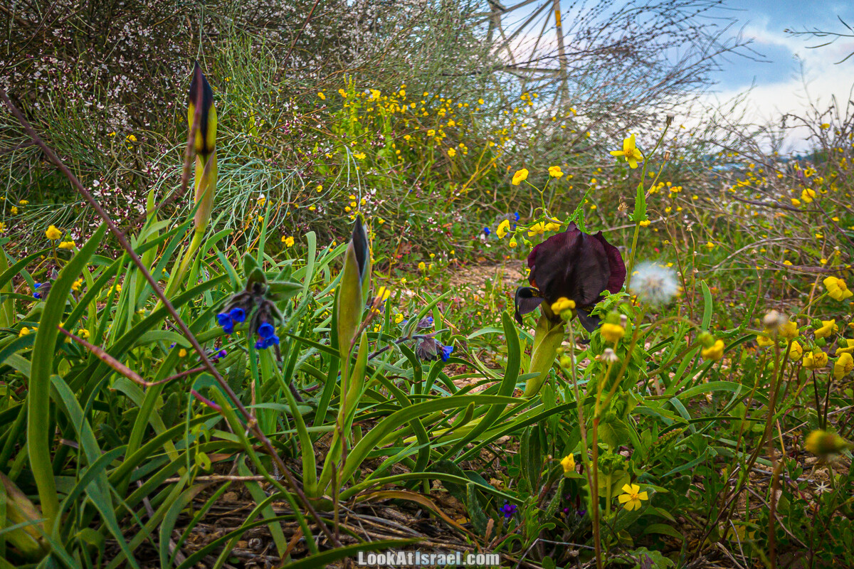Цветение пурпурных ирисов аргаман на Гиват Хумра, Израиль | פריחה של אירוס ארגמן בגבעת חומרה | LookAtIsrael.com - Фото путешествия по Израилю