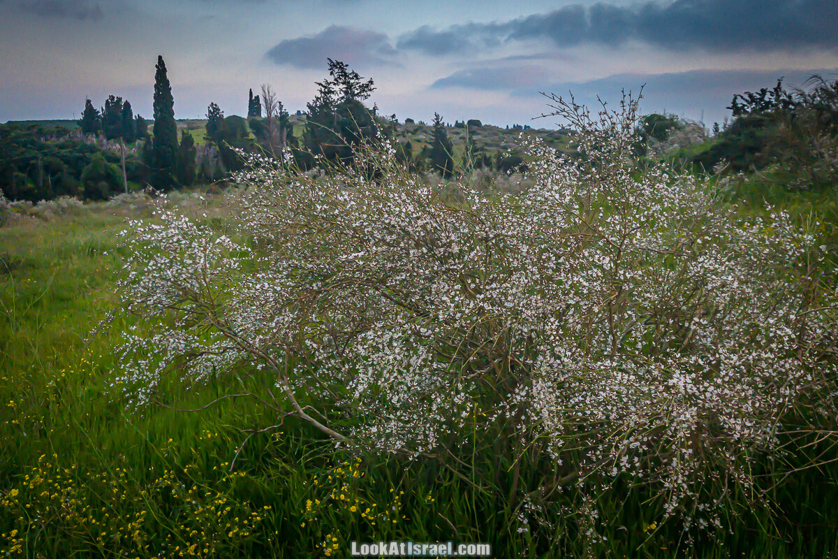Цветение пурпурных ирисов аргаман на Гиват Хумра, Израиль | פריחה של אירוס ארגמן בגבעת חומרה | LookAtIsrael.com - Фото путешествия по Израилю