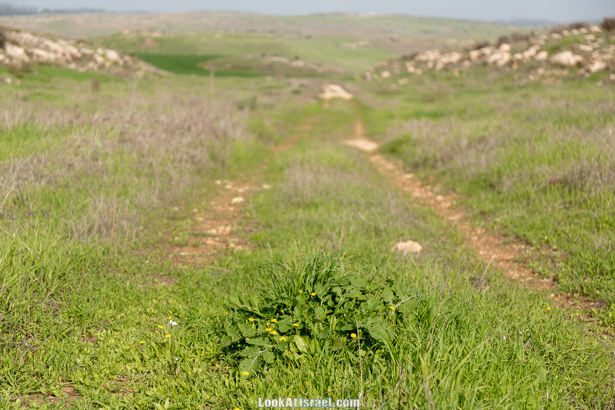 Цветение и археология - Тель Этон, Хирбет Гамар (Гомер), Тель Мирсим | LookAtIsrael.com - Фото путешествия по Израилю