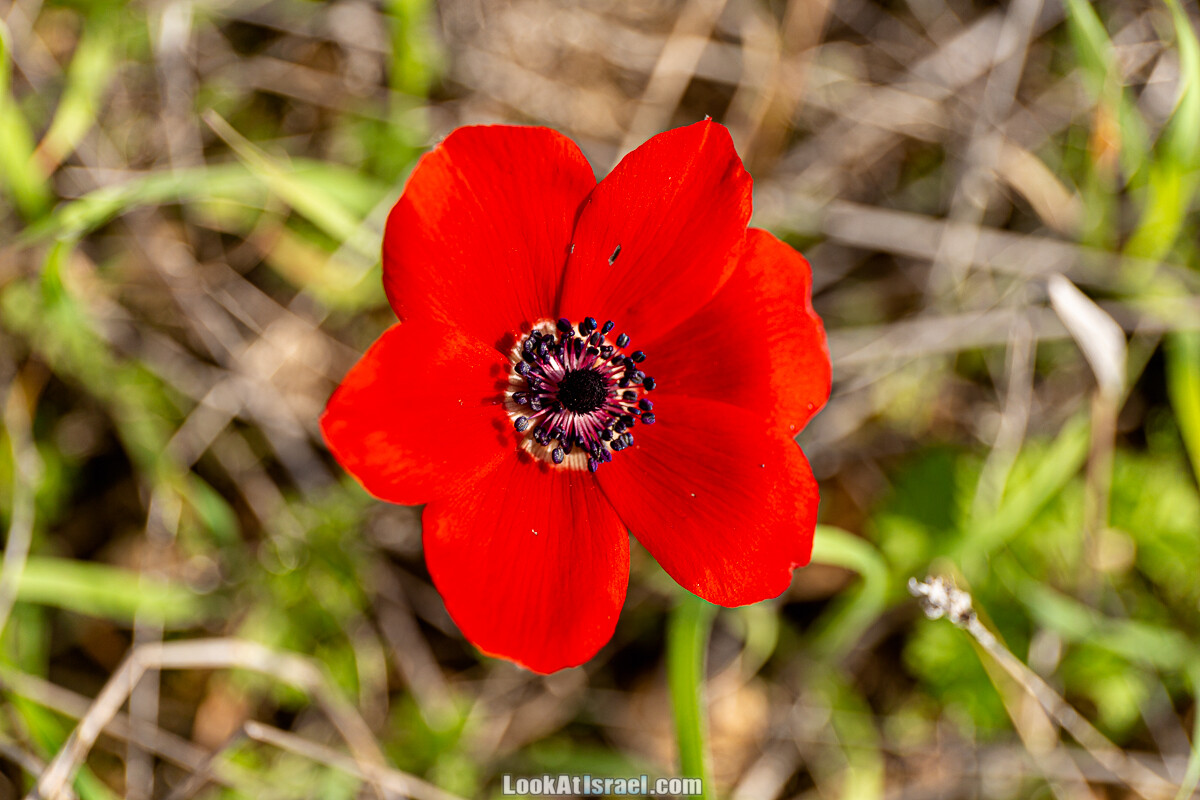 Цветение и археология - Тель Этон, Хирбет Гамар (Гомер), Тель Мирсим | LookAtIsrael.com - Фото путешествия по Израилю