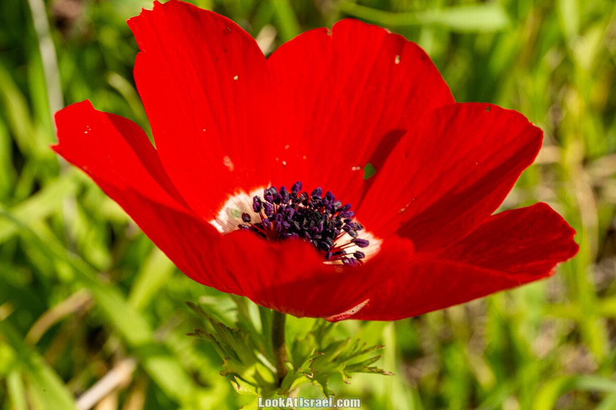 Цветение и археология - Тель Этон, Хирбет Гамар (Гомер), Тель Мирсим | LookAtIsrael.com - Фото путешествия по Израилю