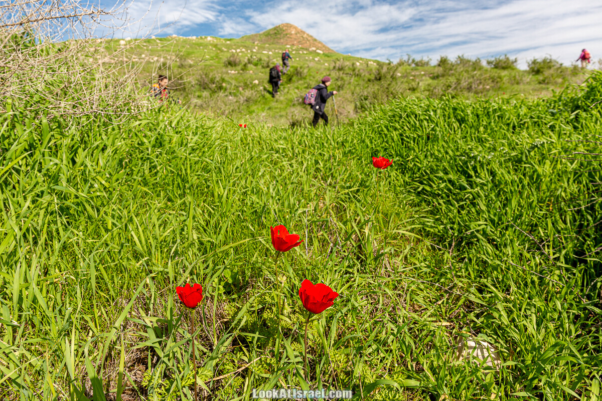 Цветение и археология - Тель Этон, Хирбет Гамар (Гомер), Тель Мирсим | LookAtIsrael.com - Фото путешествия по Израилю