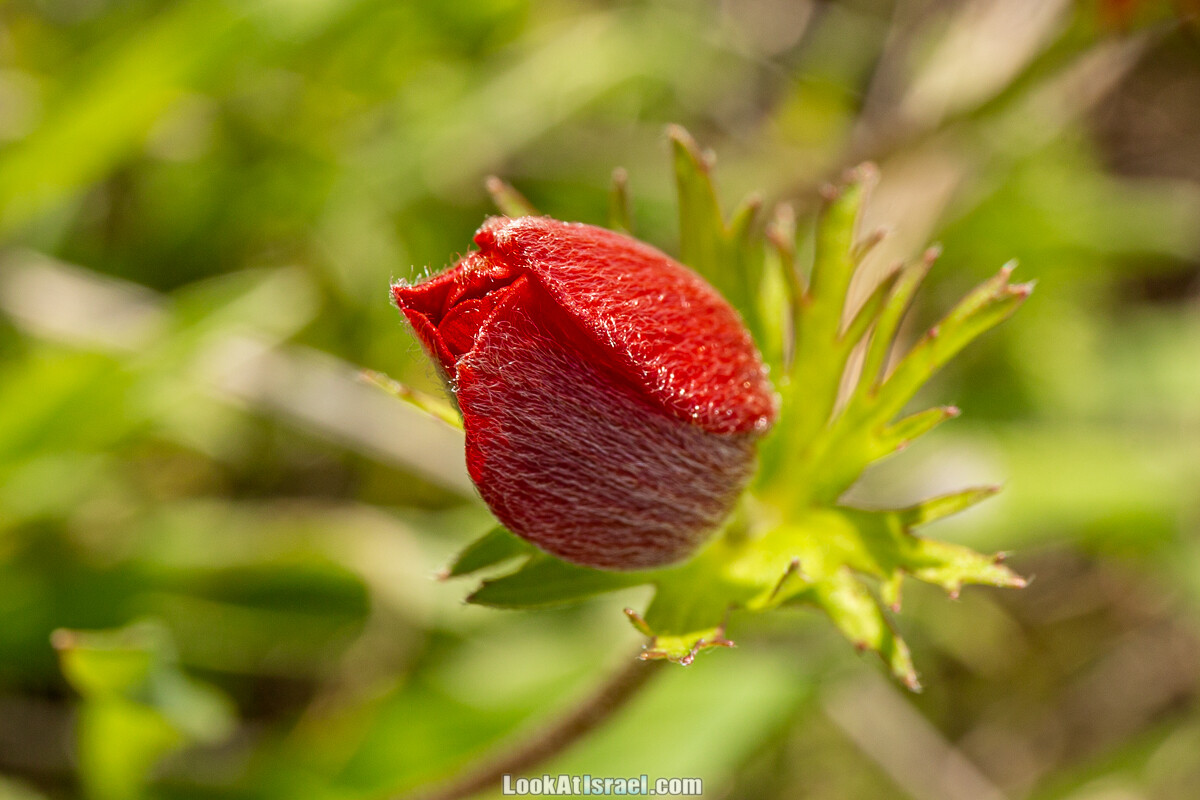 Цветение и археология - Тель Этон, Хирбет Гамар (Гомер), Тель Мирсим | LookAtIsrael.com - Фото путешествия по Израилю