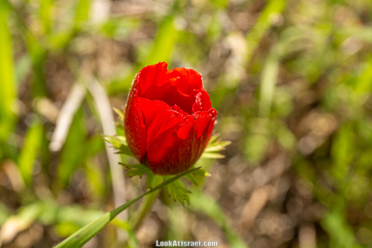 Цветение и археология - Тель Этон, Хирбет Гамар (Гомер), Тель Мирсим | LookAtIsrael.com - Фото путешествия по Израилю
