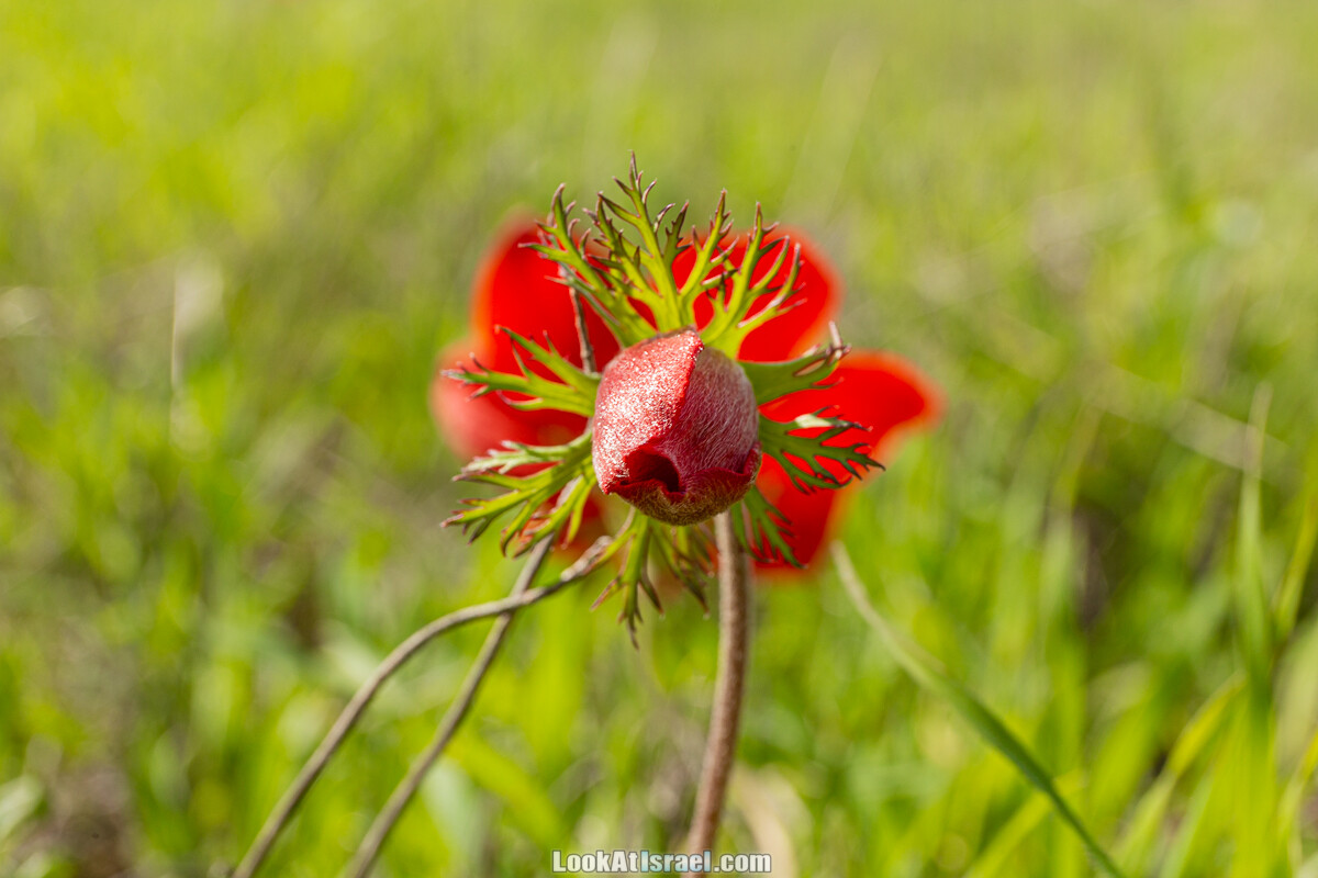Цветение и археология - Тель Этон, Хирбет Гамар (Гомер), Тель Мирсим | LookAtIsrael.com - Фото путешествия по Израилю