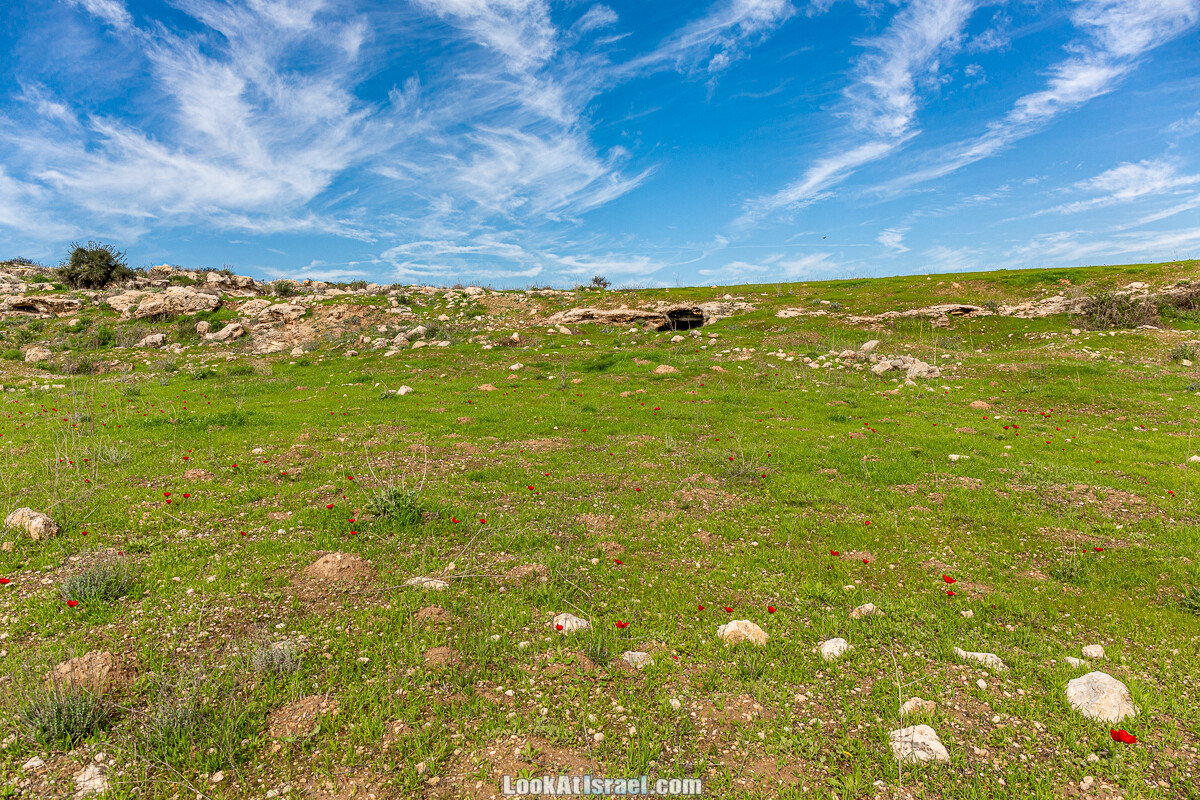 Цветение и археология - Тель Этон, Хирбет Гамар (Гомер), Тель Мирсим | LookAtIsrael.com - Фото путешествия по Израилю