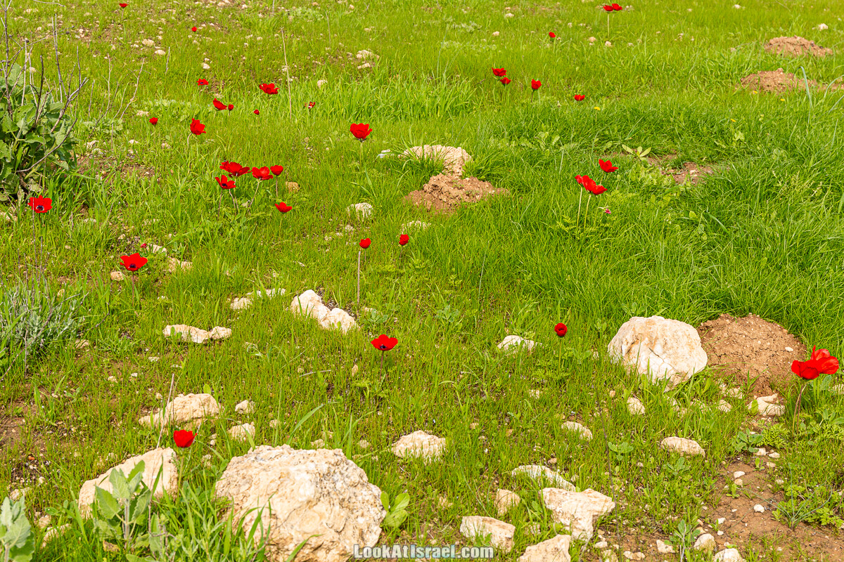 Цветение и археология - Тель Этон, Хирбет Гамар (Гомер), Тель Мирсим | LookAtIsrael.com - Фото путешествия по Израилю